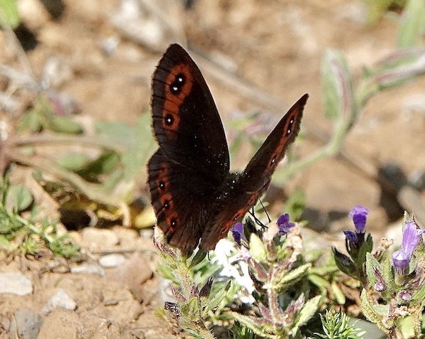 Chapman's ringlet